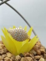 100% Satisfaction Guaranteed unique Solitaire VVS Moissanite Gold 14k 18k Engagement Wedding Ring Trendy 925 Silver Set